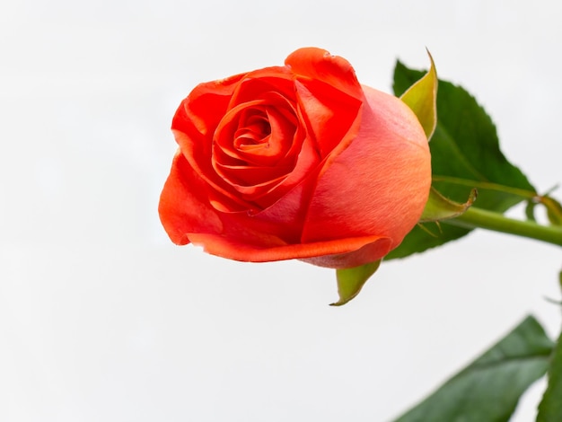 Beautiful rose with leaves on the white background