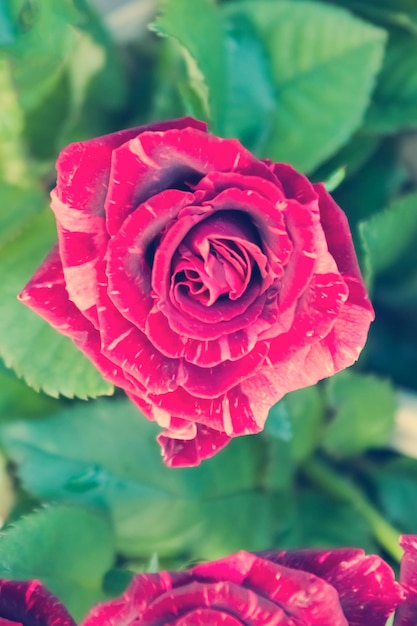 Beautiful rose with petals