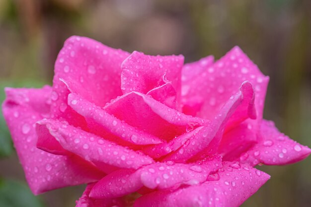 A beautiful roses after rain