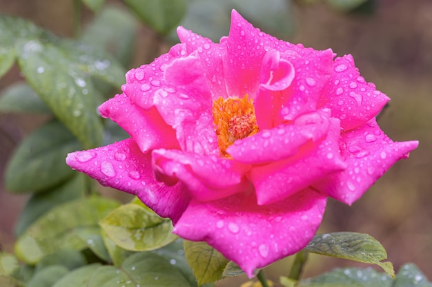 A beautiful roses after rain