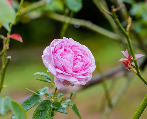 A beautiful roses after rain