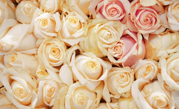 Beautiful roses as background