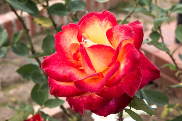 Beautiful roses colurful (petals, leaves, bud and an open flower)