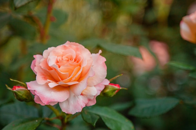 Beautiful roses in the garden, growing different varieties of flowers. Gardening as a hobby. Close up of a beautiful flower.