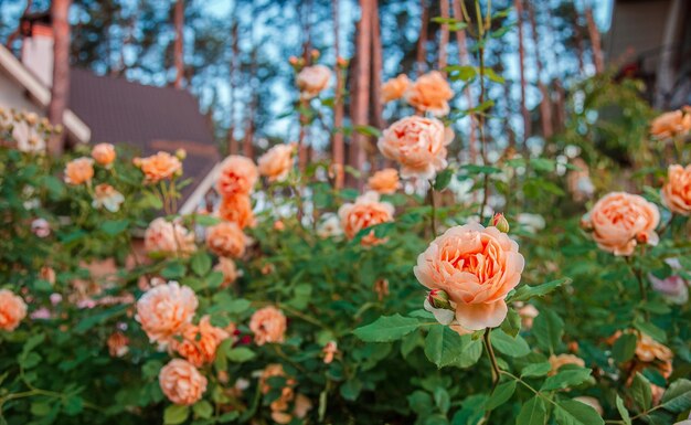 Beautiful roses in the garden growing different varieties of flowers Gardening as a hobby