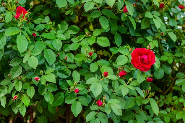 Beautiful roses in the garden growing different varieties of flowers Gardening as a hobby