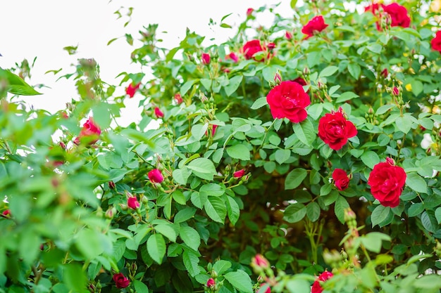 Beautiful roses in the garden growing different varieties of flowers Gardening as a hobby