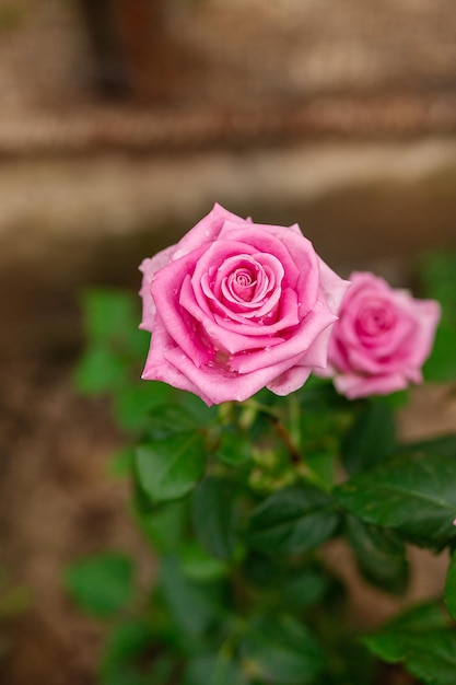 Beautiful roses in the garden growing different varieties of flowers Gardening as a hobby