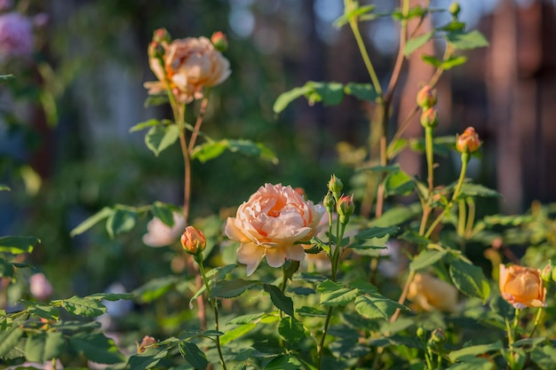 Beautiful roses in the garden growing different varieties of flowers