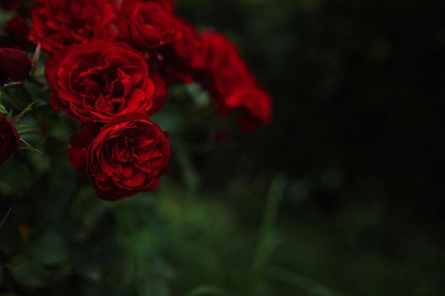 Beautiful roses in garden roses for Valentine Day