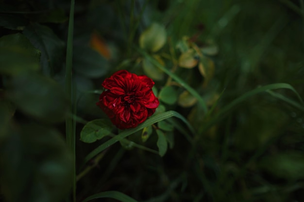 Beautiful roses in garden roses for Valentine Day