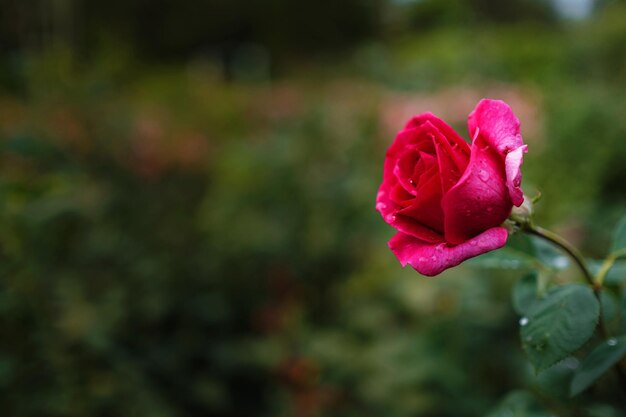 Beautiful roses in garden roses for Valentine Day