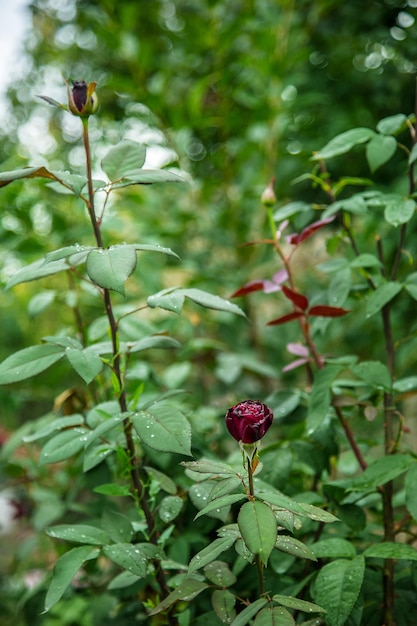 Photo beautiful roses in garden