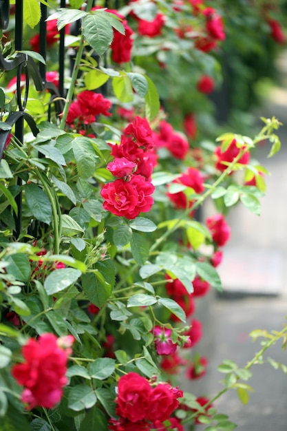 Beautiful roses on green bush