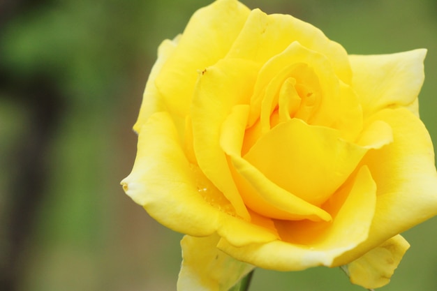 Beautiful roses is blooming in the garden