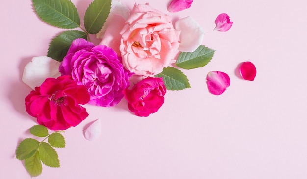 Beautiful roses on pink paper background