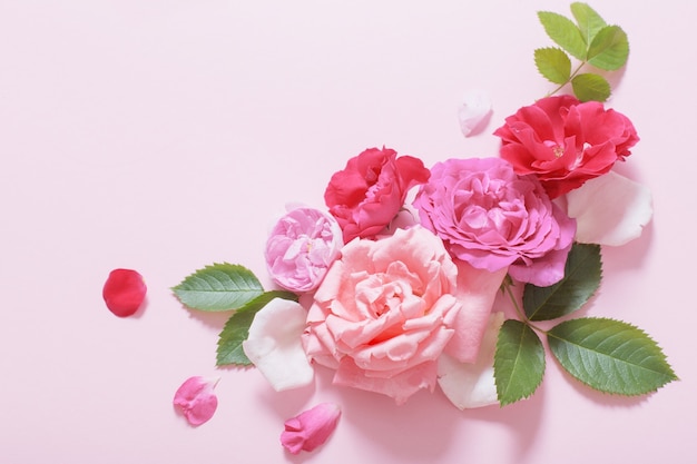 Beautiful roses on pink paper background