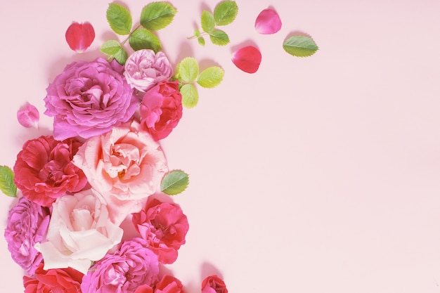 Beautiful roses on pink paper background