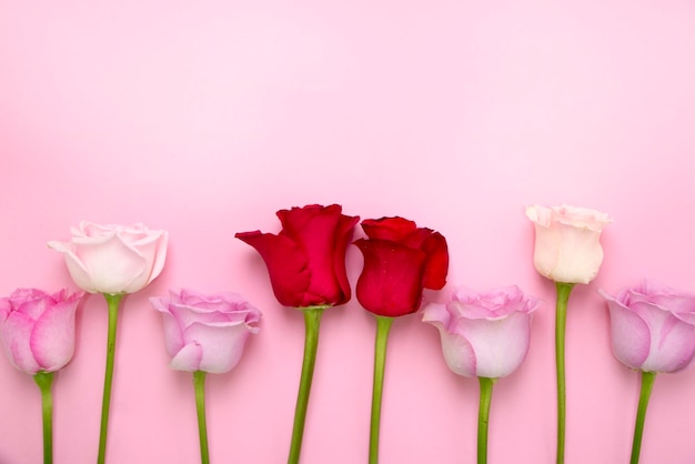 beautiful roses on the Romantic pink background