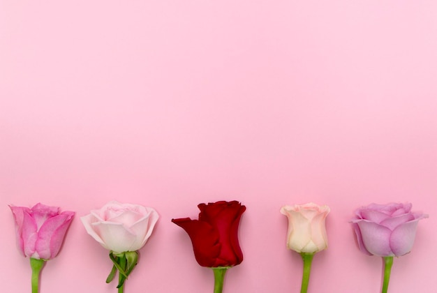 beautiful roses on the Romantic pink background