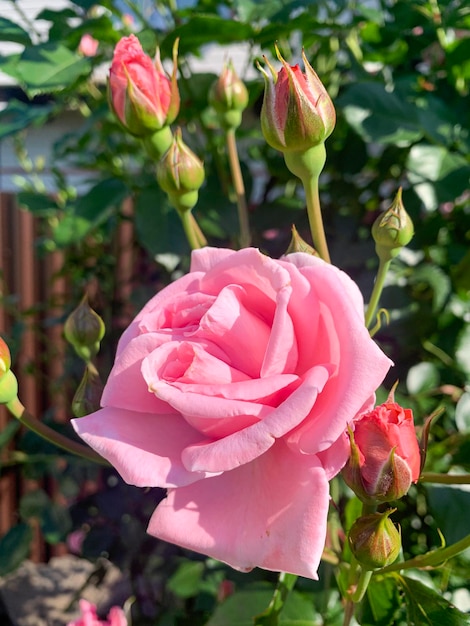 Beautiful roses in summer garden Studio Photo