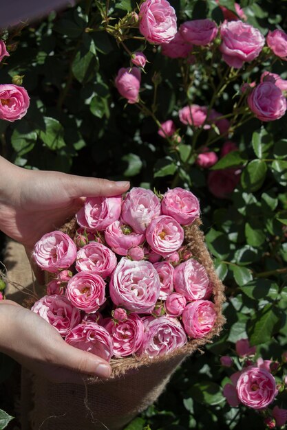 Beautiful roses wrapped with canvas in hand