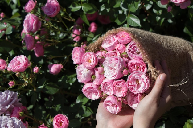 Beautiful roses wrapped with canvas in hand