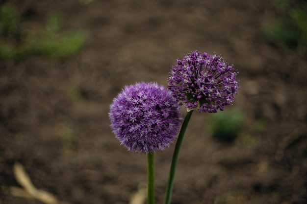 beautiful round purple flowers in close up closeup