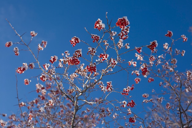 Beautiful rowan branches covered with snow on blue sky.