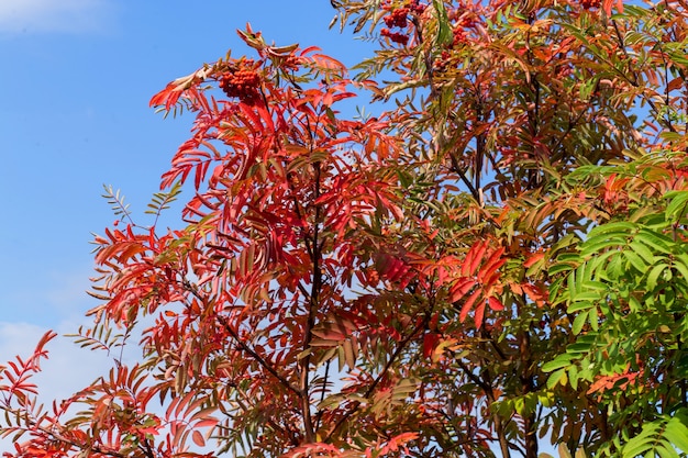 Beautiful Rowan tree with red and green leaves, ripe berries on blue sky