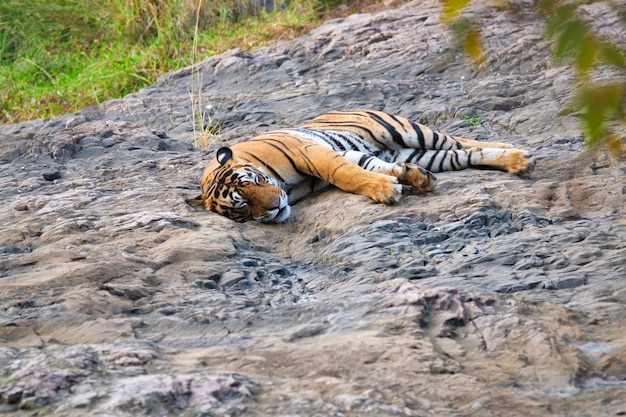 Beautiful Royal Bengal Tiger resting in Ranthambore National Park, Rajasthan, India