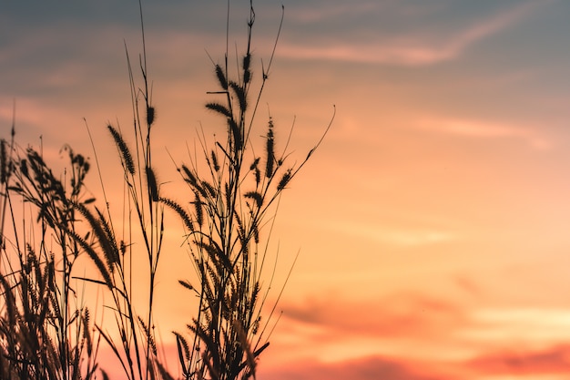 Beautiful rural nature Wild grasses at summer sunset landscape background