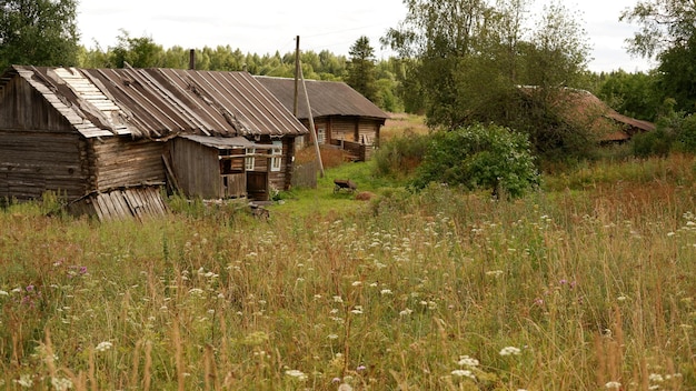 Beautiful rustic summer landscape Old wooden log houses Vologda region