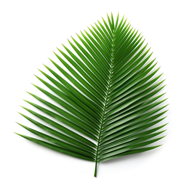 Photo beautiful sago palm leaf isolated on white background