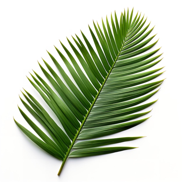 Photo beautiful sago palm leaf isolated on white background