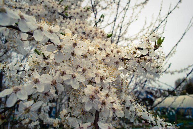 Beautiful sakura flowers cherry blossom