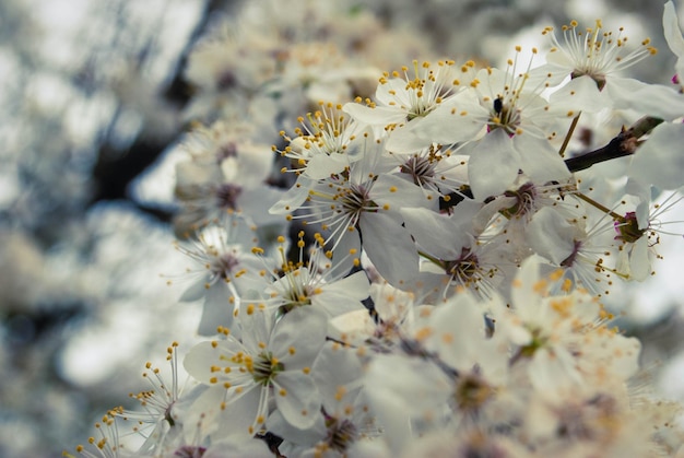 Beautiful sakura flowers cherry blossom