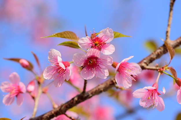 Beautiful  sakura flowers in nature garden in Doi Inthanon Chiang mai Thailand