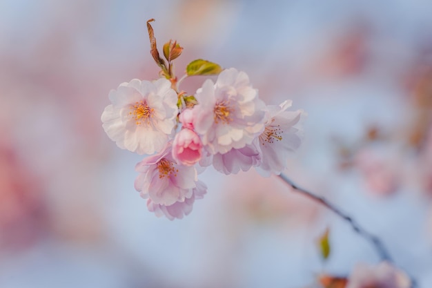 Beautiful Sakura flowers during spring season in the park Nature floral background