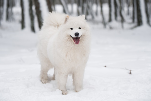 Beautiful Samoyed white dog is sitting in the winter forest, Carnikova in Baltic