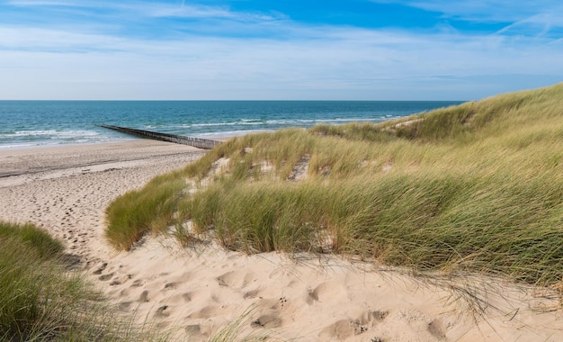 Beautiful sand dunes with ocean on the North Sea coast in Renesse, Zeeland, Holland