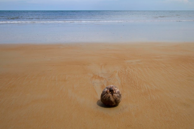 Beautiful sandy beach with a coconut