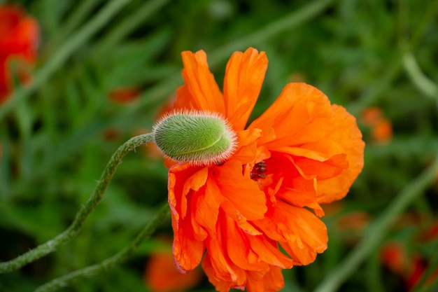 beautiful scarlet poppy in the garden