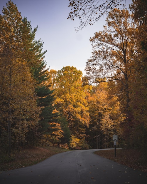 Beautiful scene with a road passing through an autumn park with golden foliage