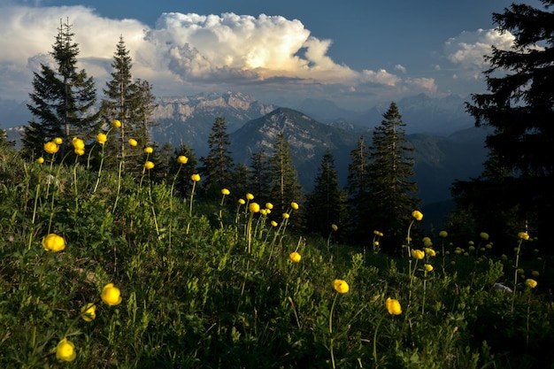 Beautiful scenery at Chiemgau alps with Trollius europaeus, the globeflower