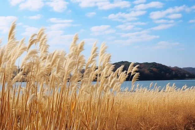 Beautiful scenery of phragmites plants