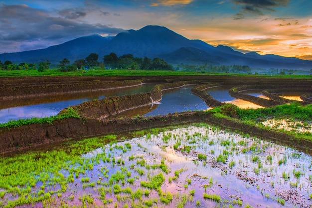 Beautiful scenery in the rice fields with blue mountains and water reflecting the morning sky