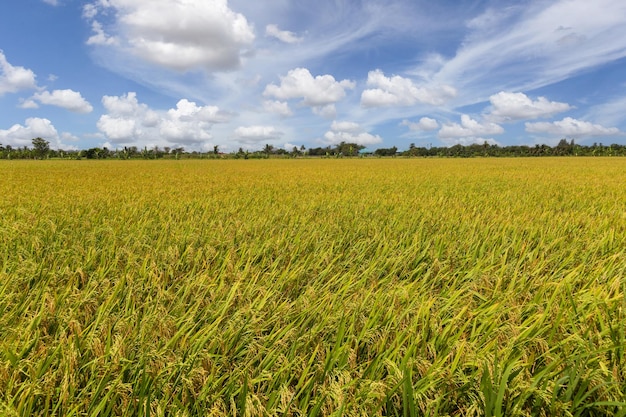 Beautiful scenery of rural nature with a green field in the area near Bangkok With a blue sky as a background Nonthaburi Thailand