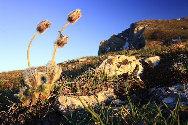 Beautiful scenery with blue bell flowers in summer mountains Campanula Alpina