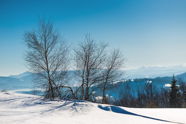 Beautiful scenic view of deciduous trees without leaves and conifers growing on hills